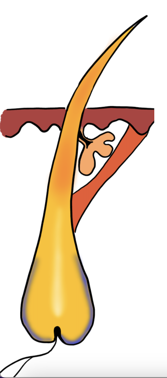 Pourquoi certaines zones repoussent plus vite ? phase anagène du cycle pilaire