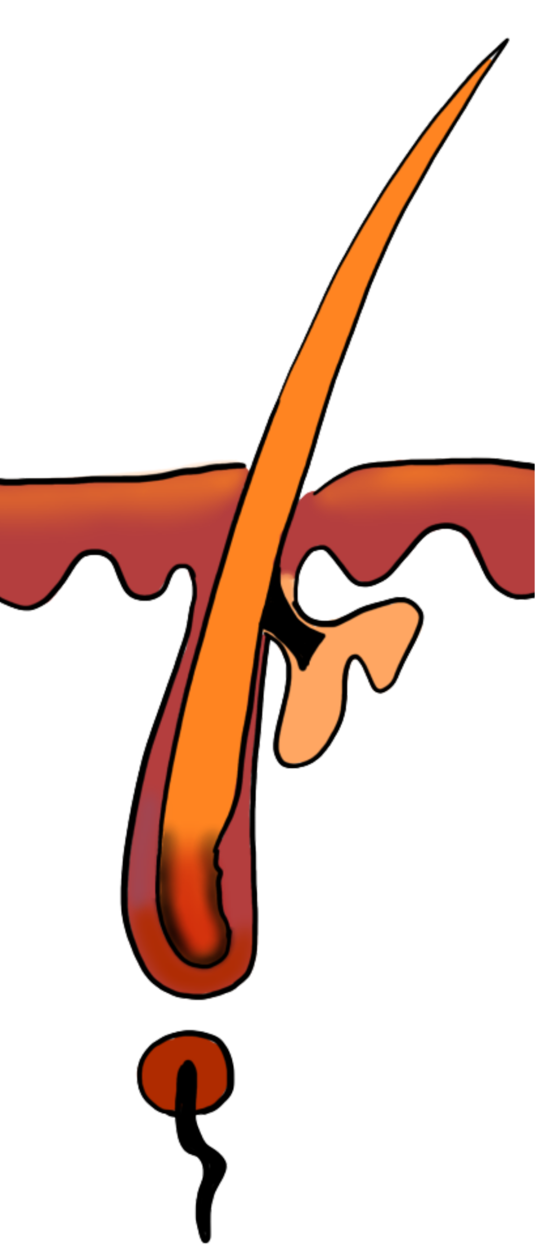 phase télogène du cycle pilaire